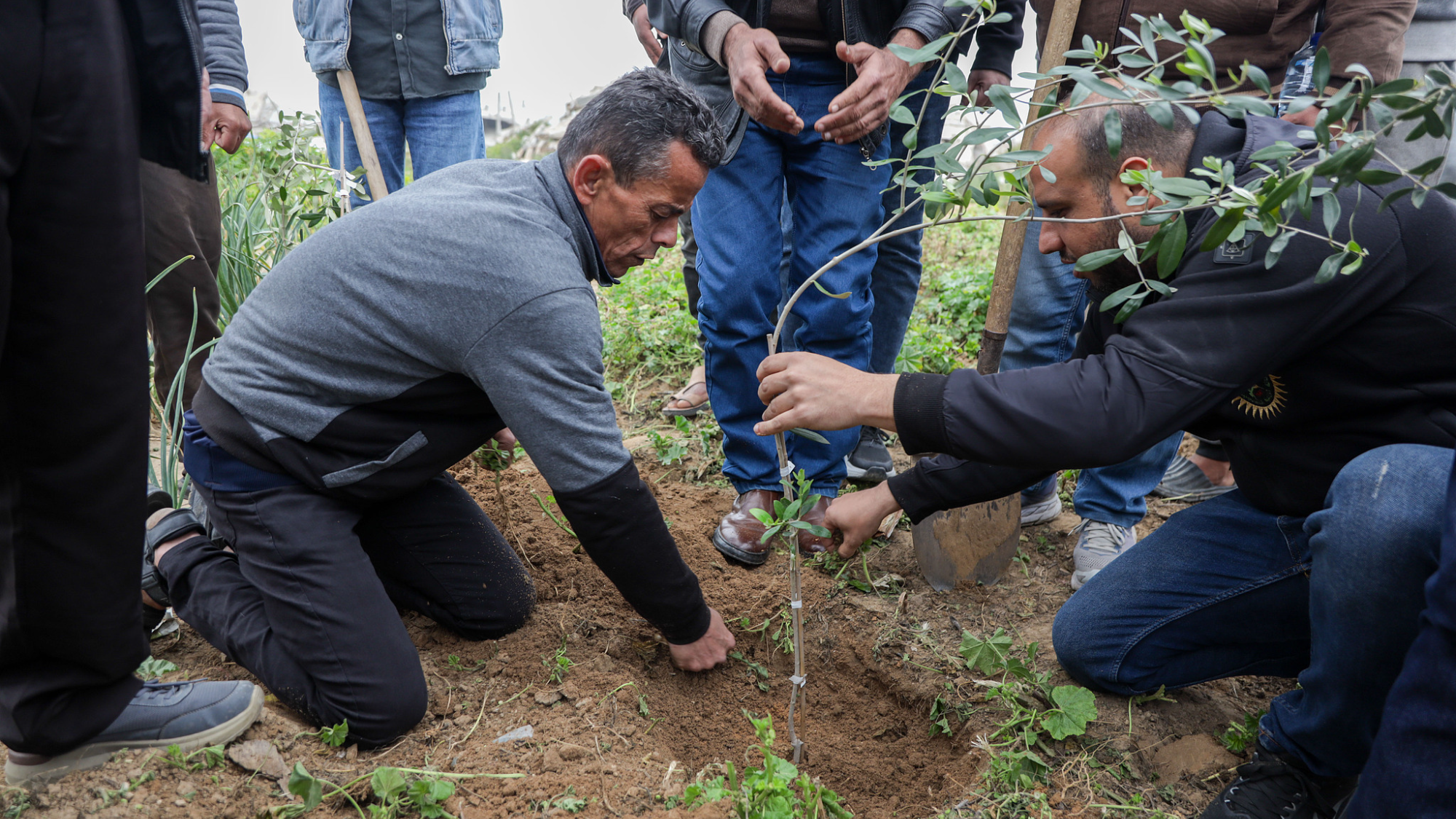 غزة تحيي يوم الأرض بالزيتون